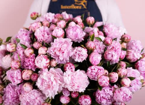 Hvad betyder den lyserøde pæon?